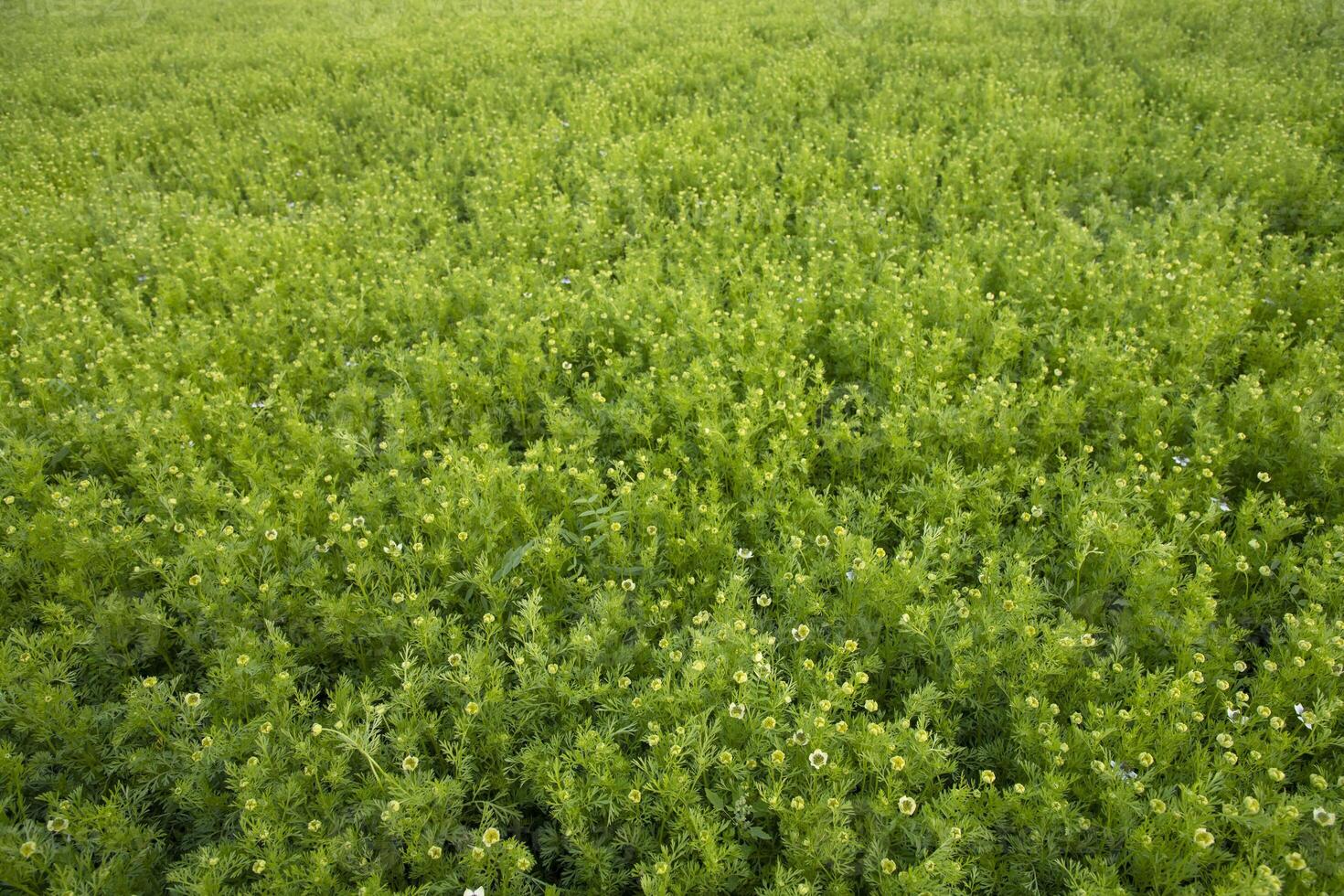 florescendo branco Nigella sativa flores dentro a campo. topo Visão textura fundo foto