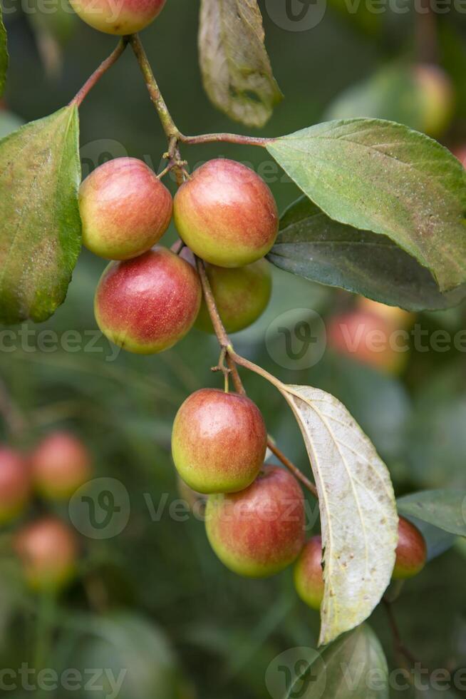 vermelho jujuba frutas ou maçã kul boroi em uma ramo dentro a jardim. seletivo foco com raso profundidade do campo foto