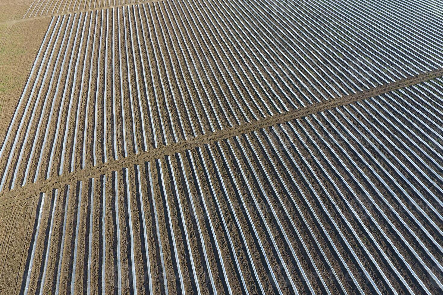 linhas do enevoado estufas dentro a campo. crescendo legumes dentro uma fechadas chão. estufas dentro a campo foto