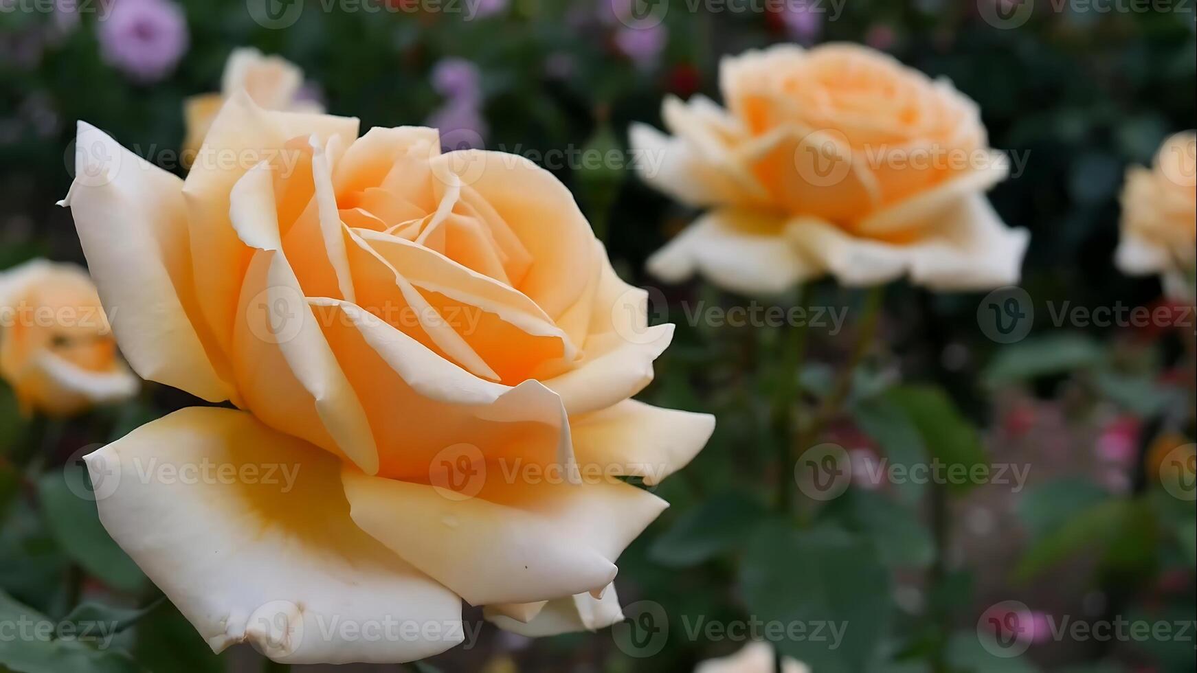 rosas branco laranja uma flor cama em uma ensolarado verão dia. foto