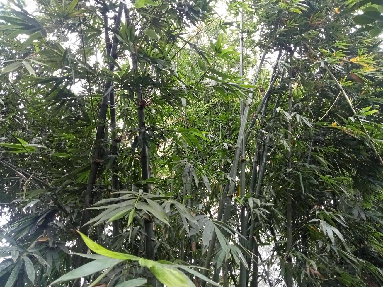 bambu árvores dentro a floresta tropical. lindo jardim agradável foto. foto