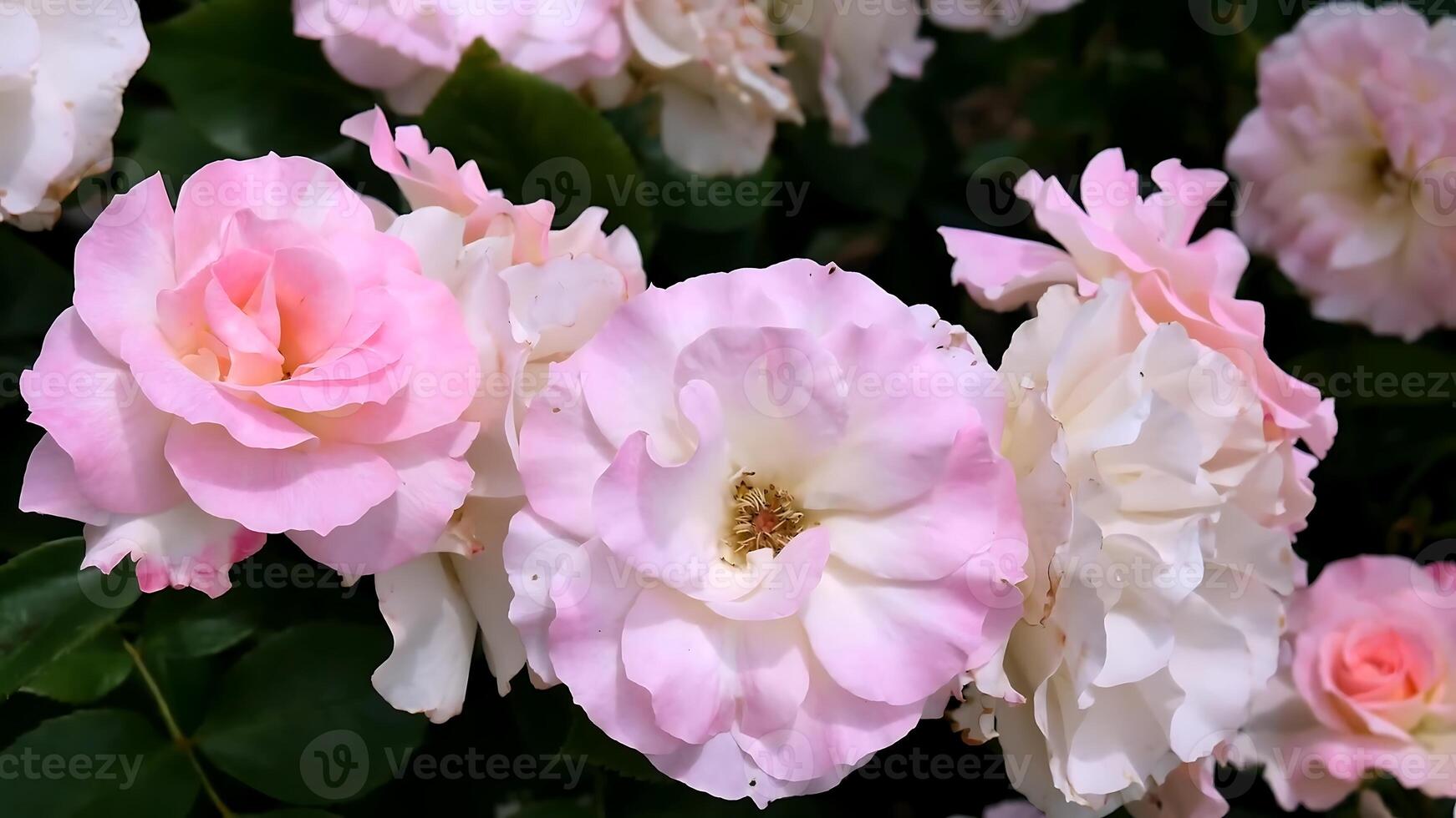 rosas Rosa vermelho e branco uma flor cama em uma ensolarado verão dia. foto