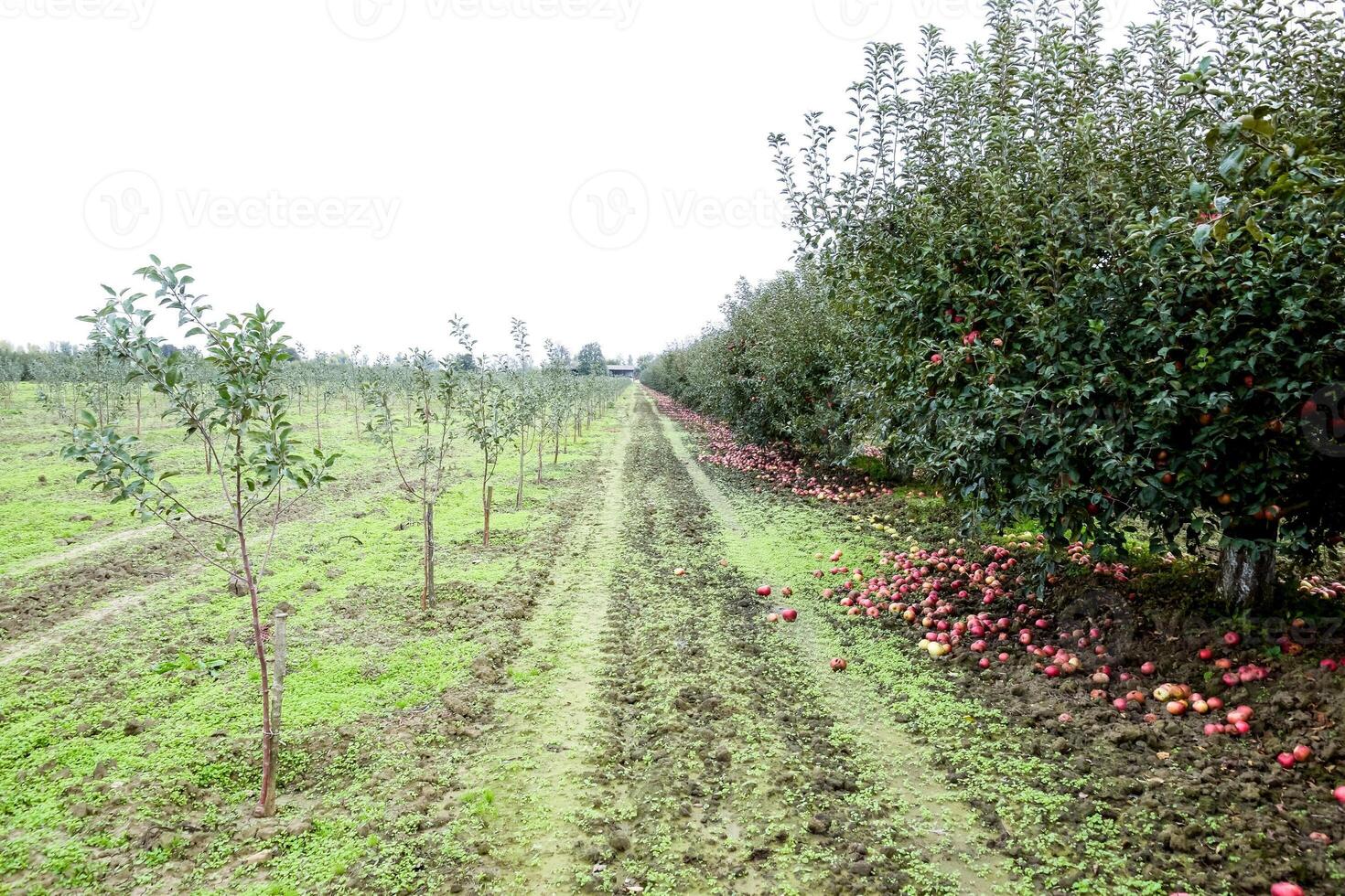 maçã Pomar. linhas do árvores e a fruta do a terra debaixo a árvores foto