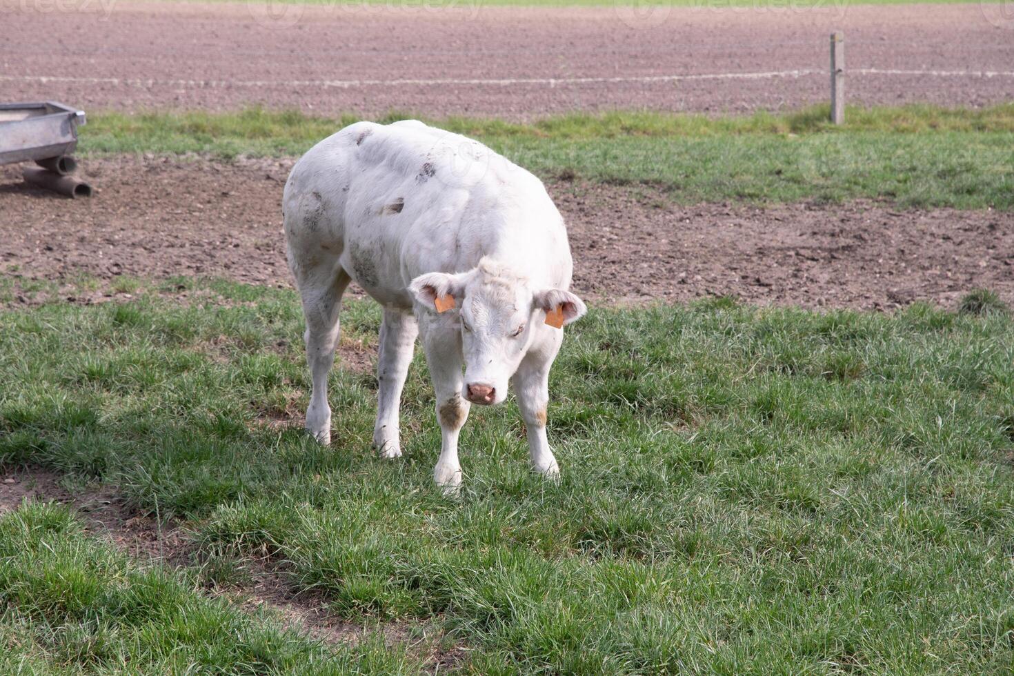 uma lindo branco vaca pastar dentro uma curral em verde Relva dentro uma campo foto