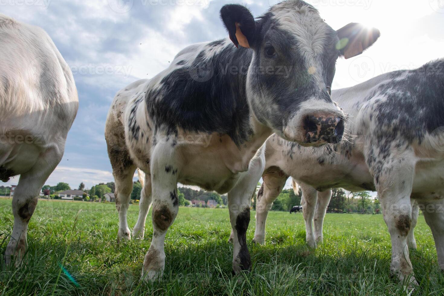 uma grupo do multicolorido Preto e branco vacas pastar dentro uma curral em verde Relva foto