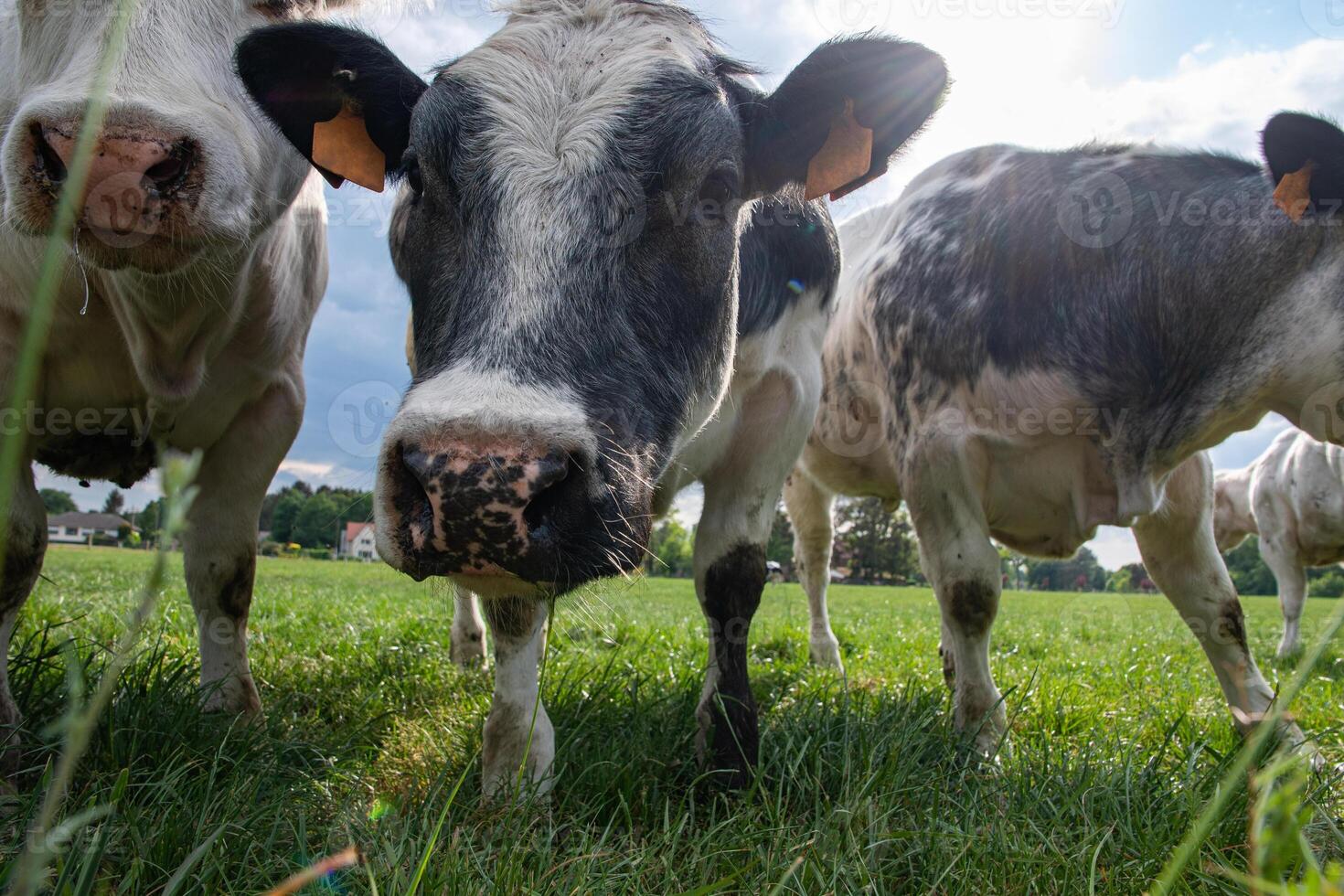 uma grupo do multicolorido Preto e branco vacas pastar dentro uma curral em verde Relva foto