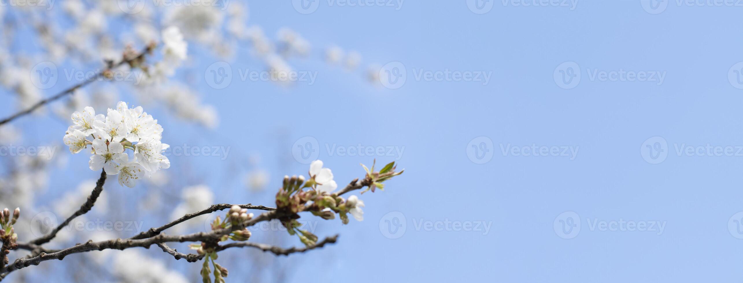 ramo do cereja flores contra a azul céu, florescendo do fruta árvores, Primavera foto