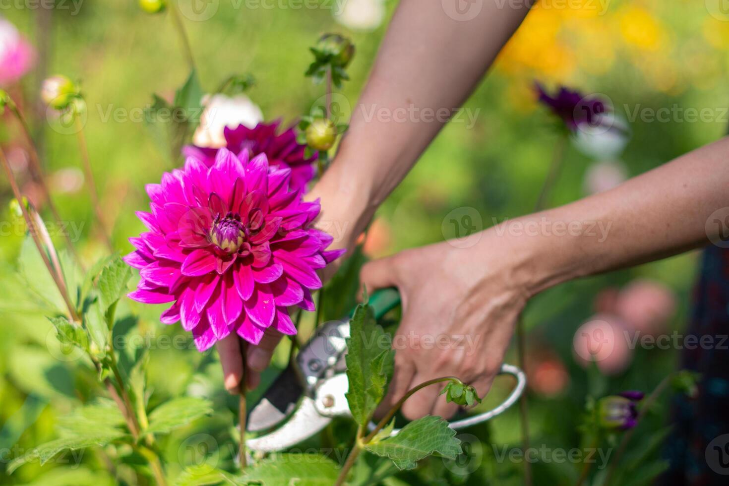 mulher corte fora flor para ramalhete com poda tesoura de jardim, roxa decorativo luxo, Thomas a.edison dália dentro flor dentro a verão jardim, natural floral fundo foto