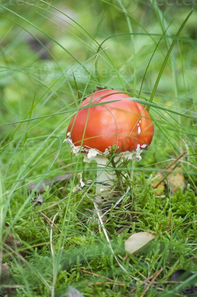 lindo brilhante vermelho mosca agárico entre a verde Relva em a floresta Prado foto