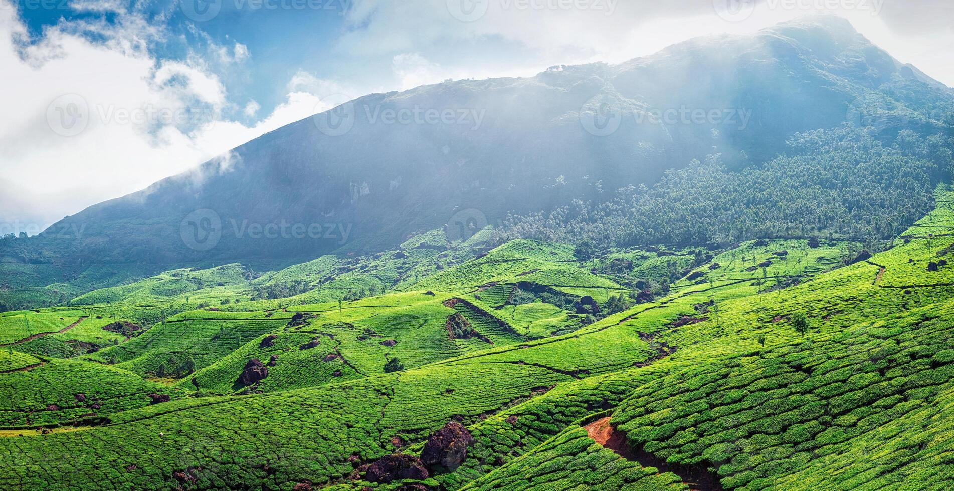 panorama do verde chá plantações foto