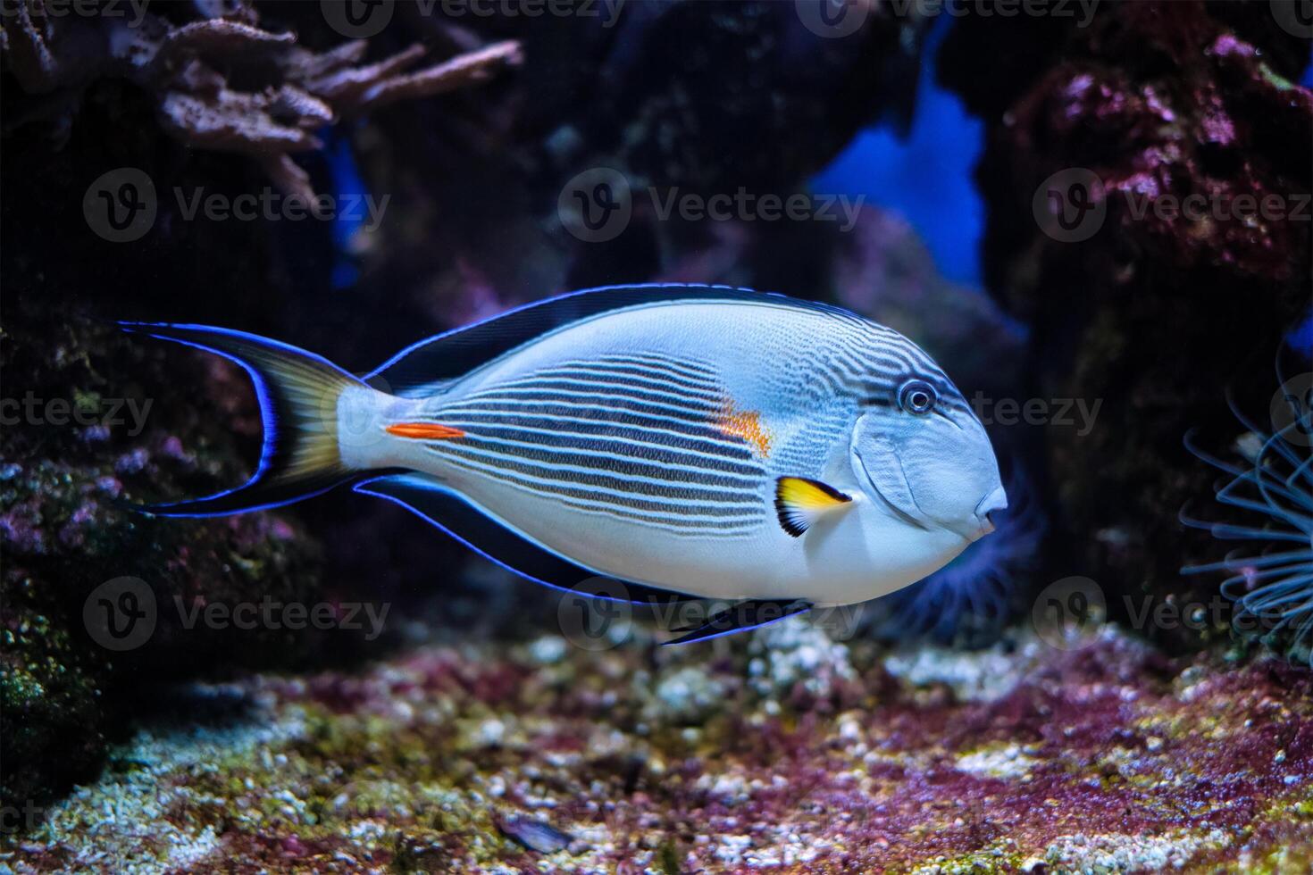 sohal peixe cirurgião embaixo da agua foto