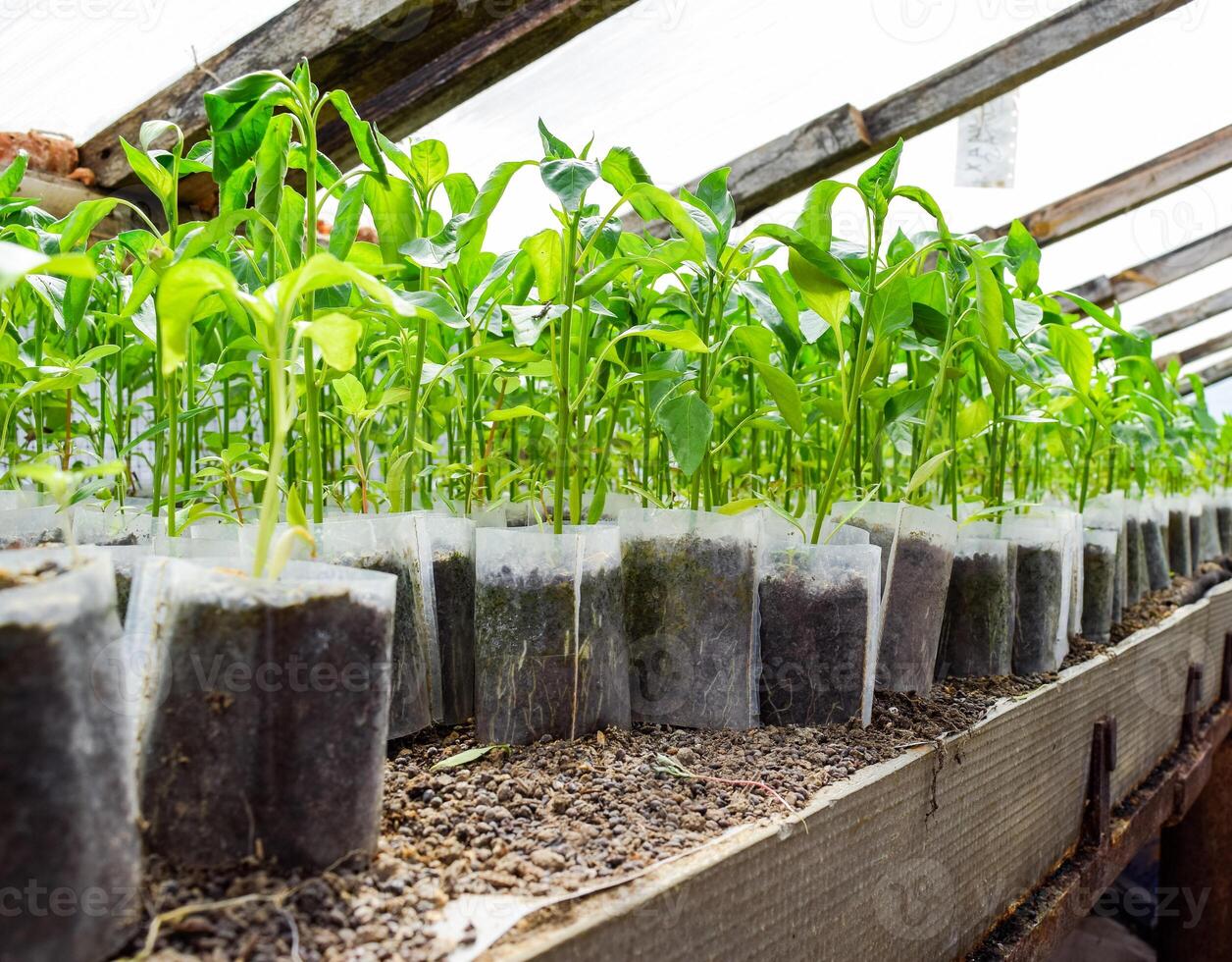 mudas do Pimenta. Pimenta dentro estufa cultivo. mudas foto