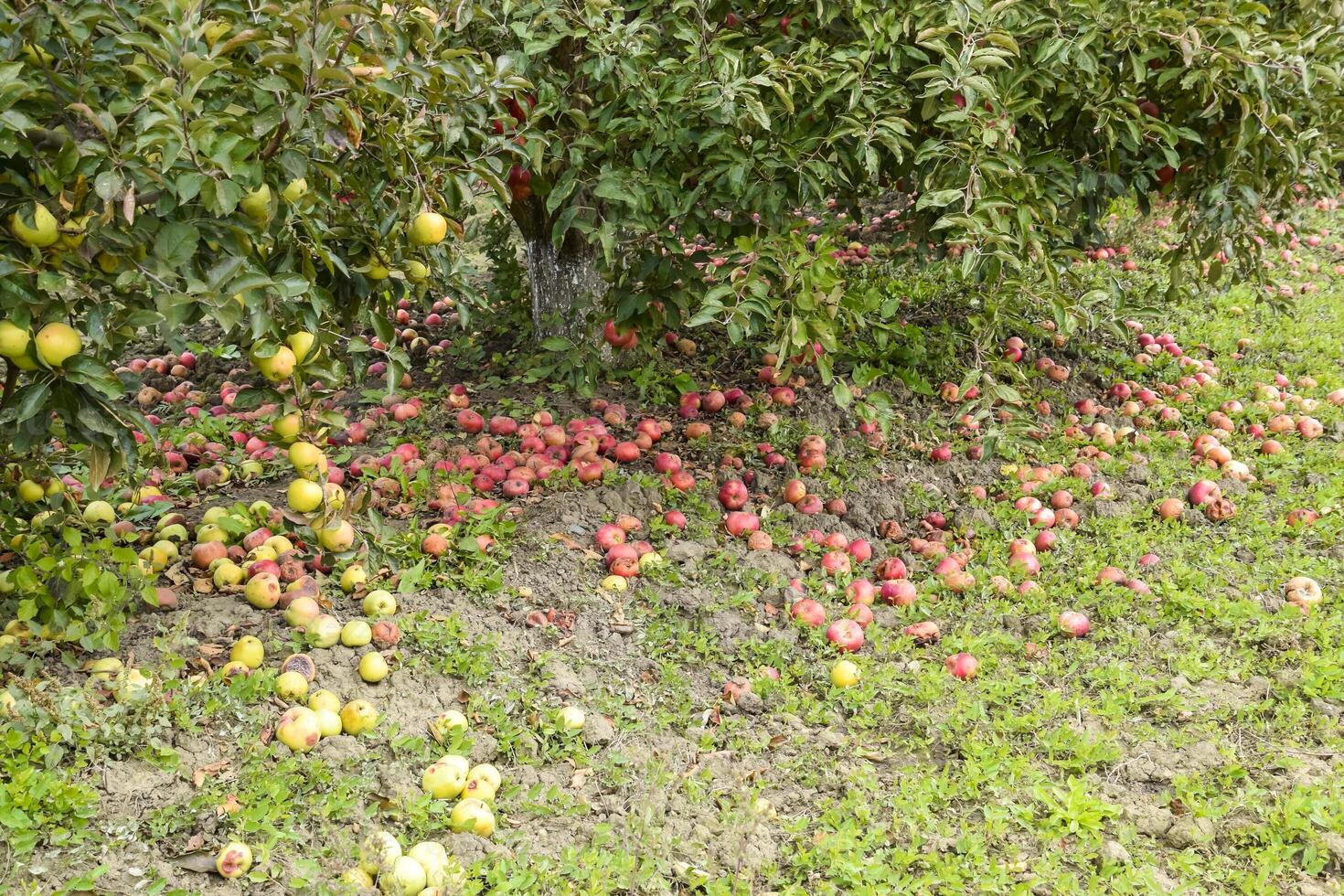 maçã Pomar. linhas do árvores e a fruta do a terra debaixo t foto