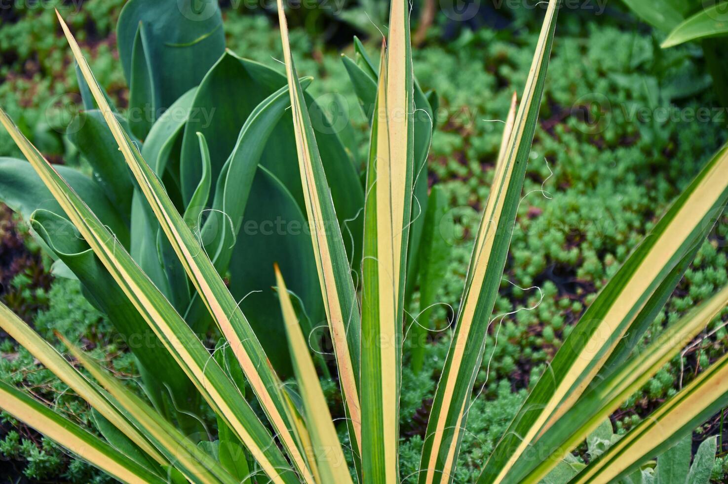 lindo folhas do listrado mandioca fechar-se dentro a jardim foto