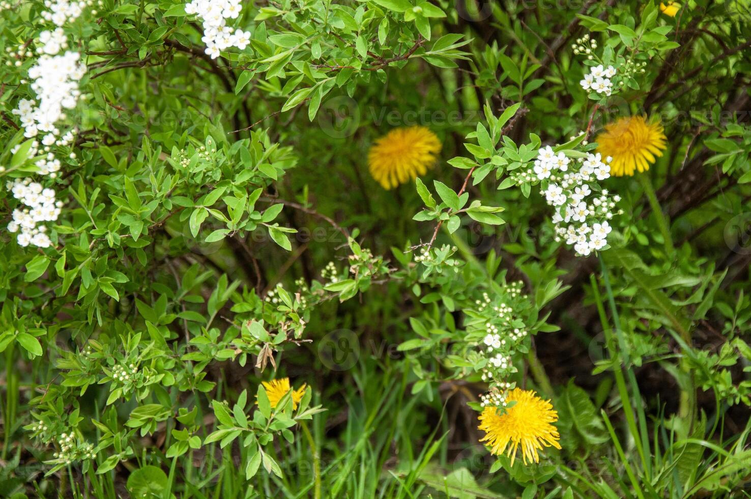 amarelo dentes de leão e branco flores em uma fundo do verde grama. foto