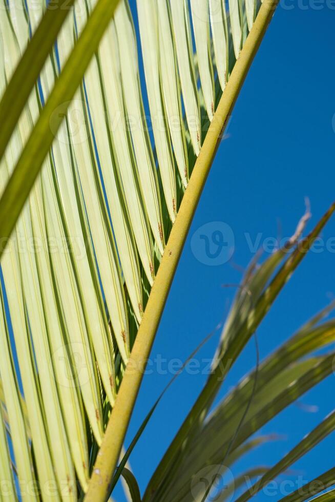 Palma árvores em a fundo em céu fundo foto