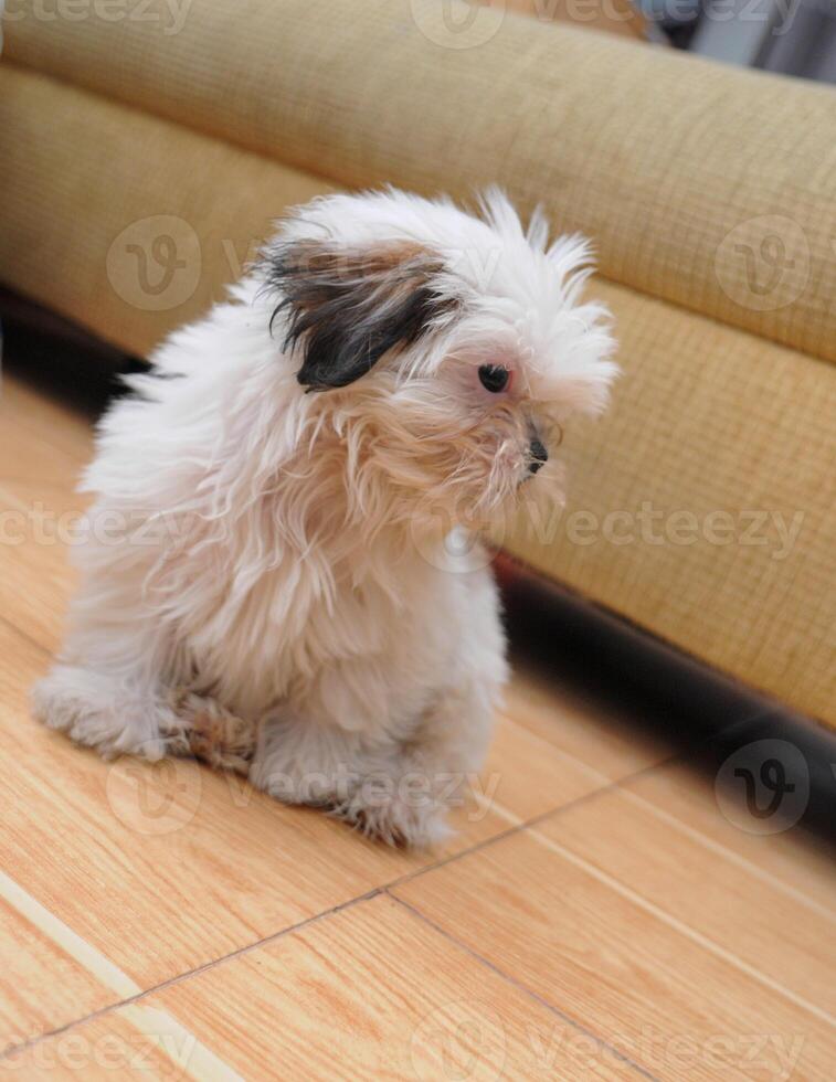 fofa branco bichon bolonhesa cachorro é posando para a Câmera foto