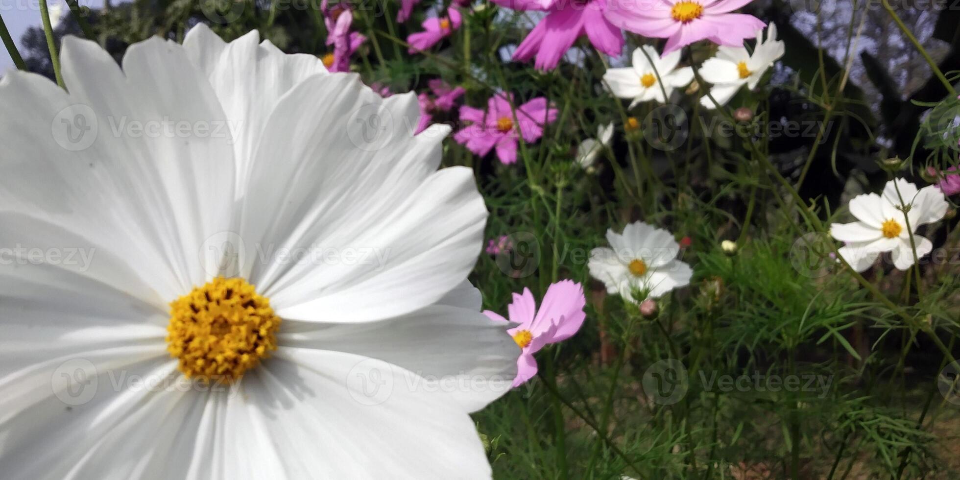 celestial oásis uma cosmos flor jardim fuga Área de Trabalho 4k papel de parede foto