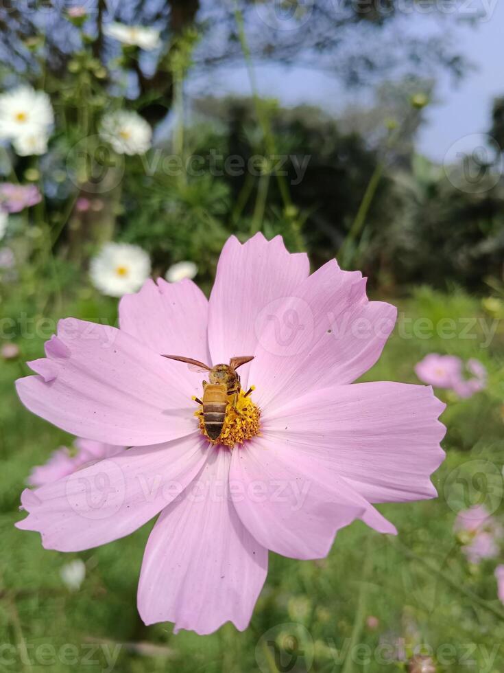 natureza fundo do uma cosmos imagem foto