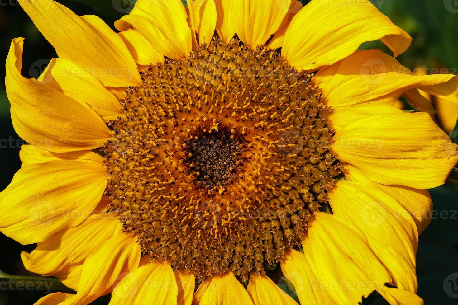 amarelo girassol fechar-se atirar, amarelo girassol macro tiro foto