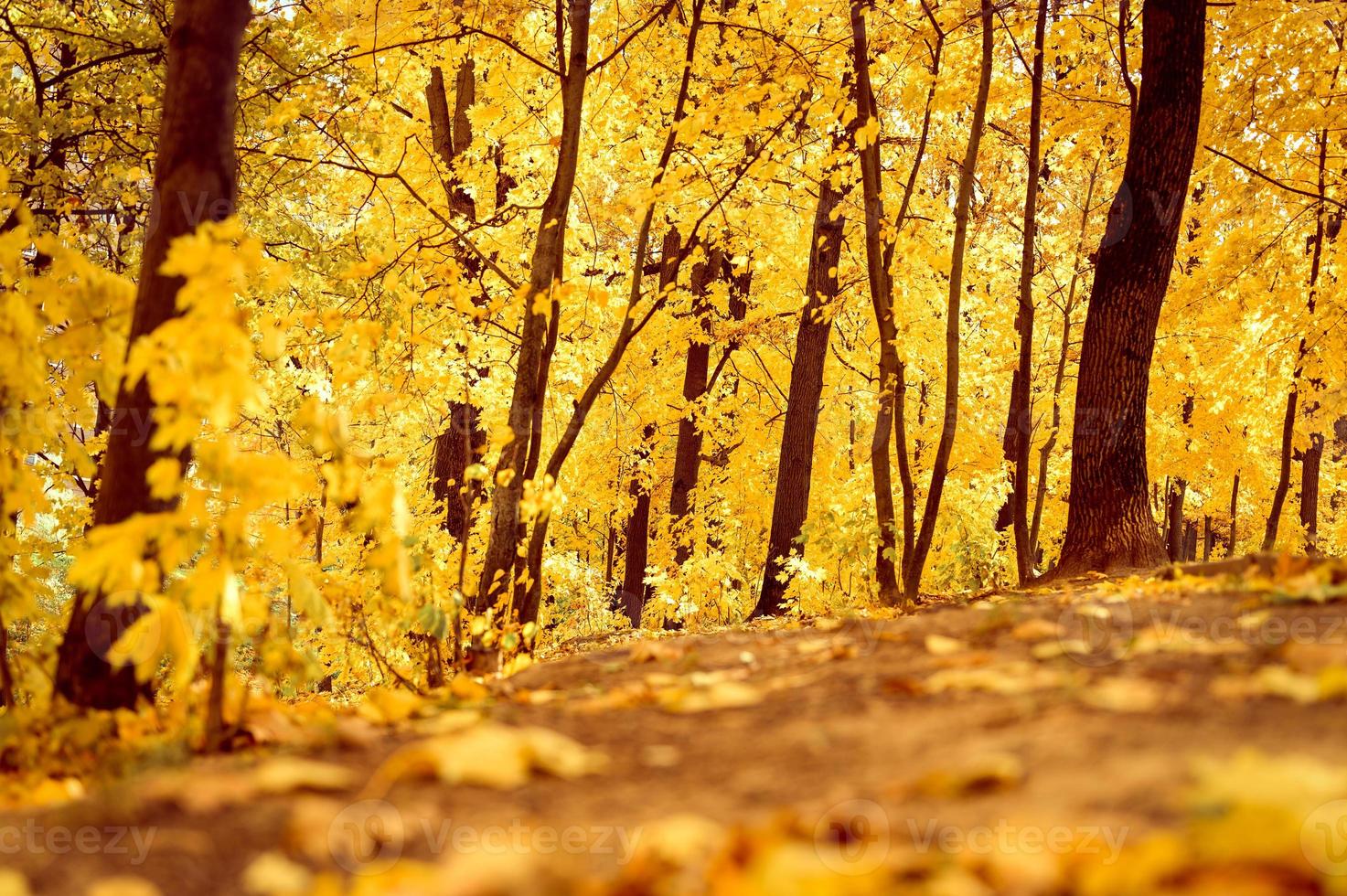 outono dourado outono foto