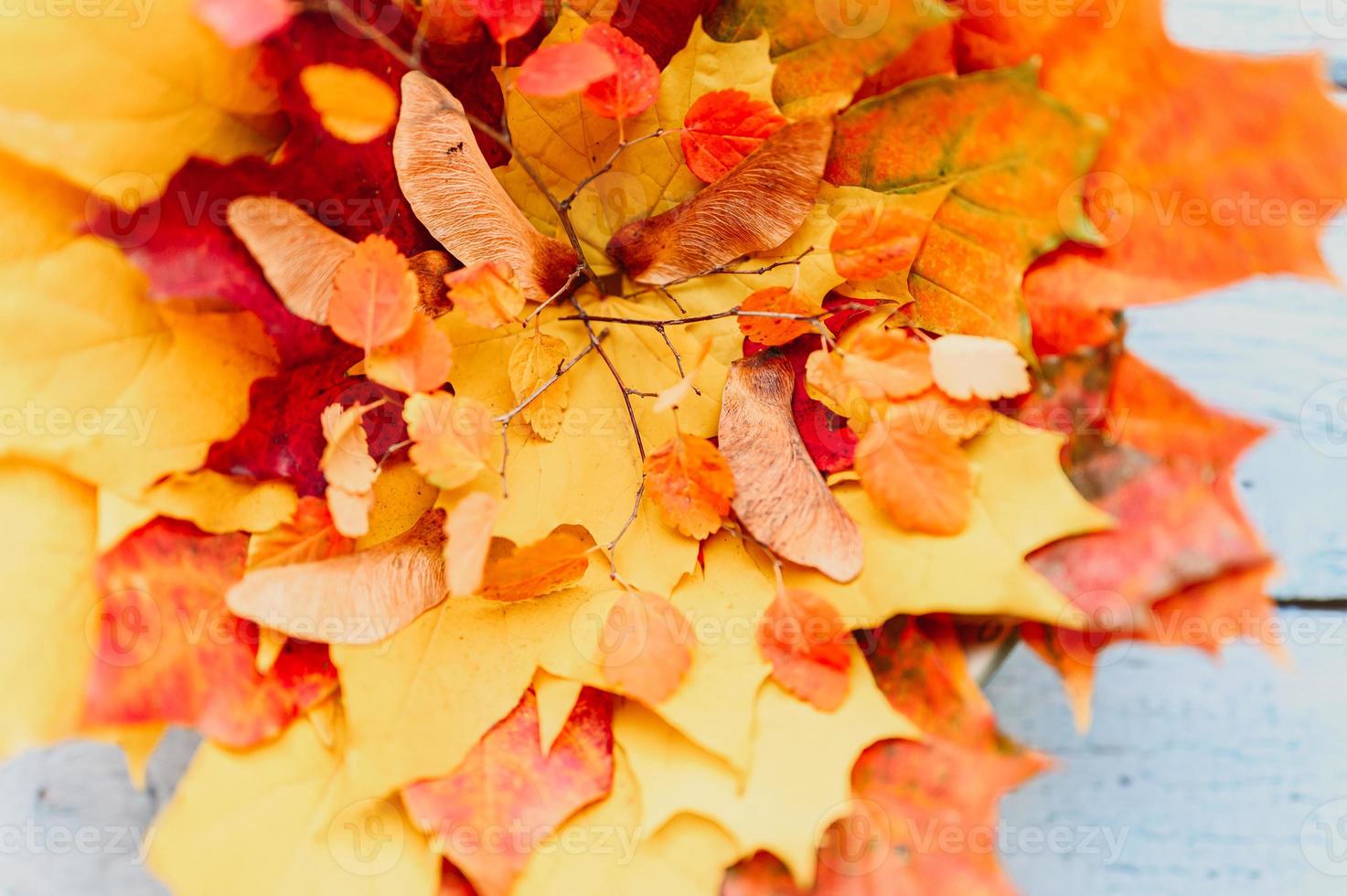 outono dourado outono folhas planas foto
