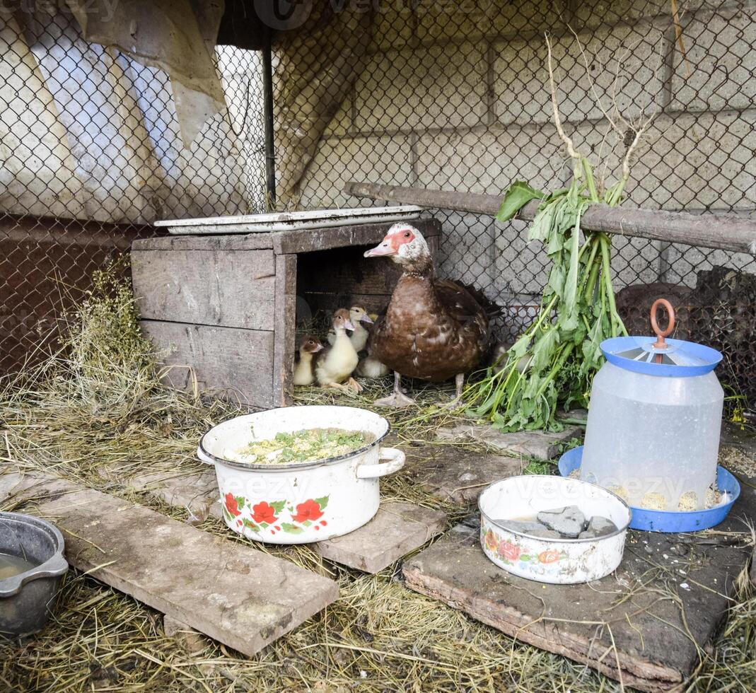 muscovy Pato mãe com patinhos. foto