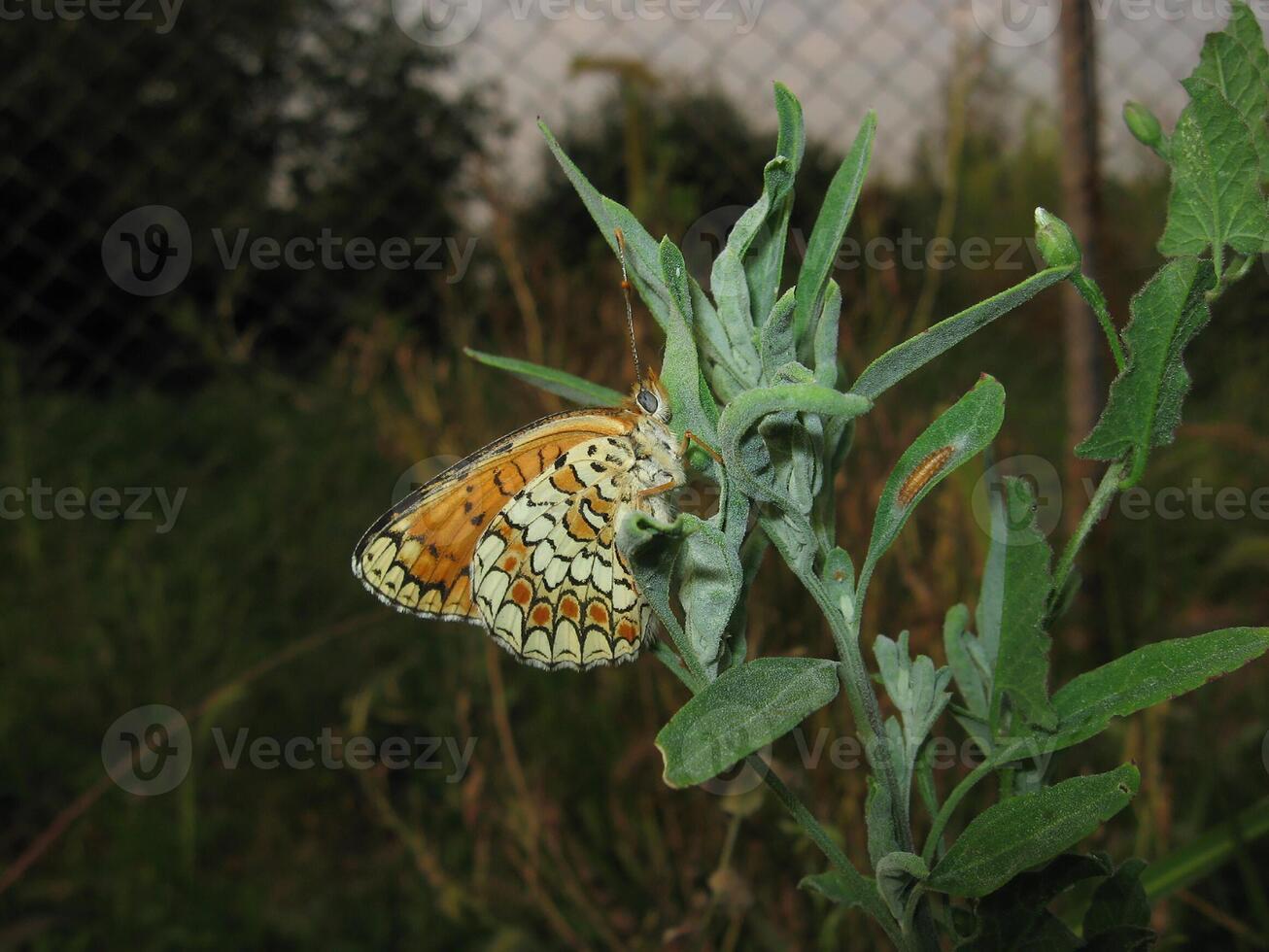 borboleta em uma plantar haste foto