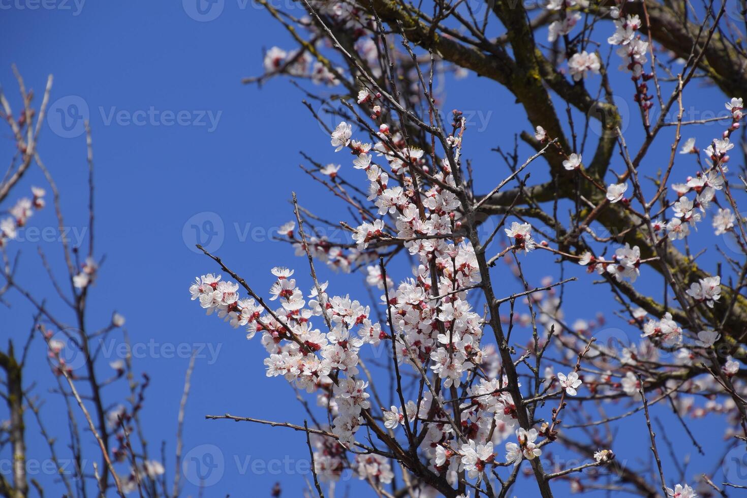 Damasco flores em árvore galhos. Primavera floração jardim. foto