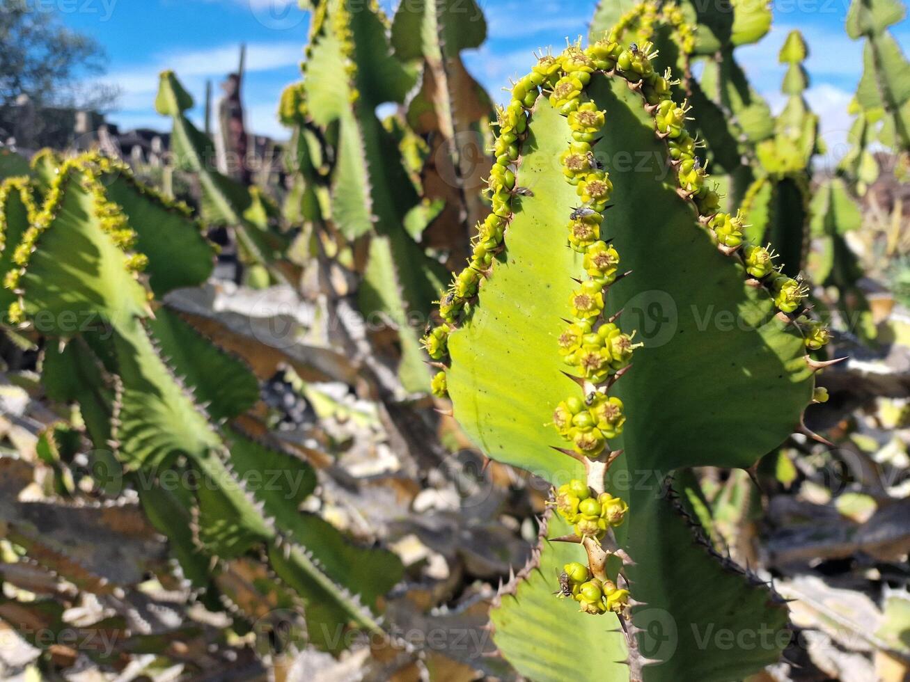 explorar lanzarote deslumbrante cacto jardins, Onde a vibrante matizes e variado formas do esses plantas crio uma hipnotizante tapeçaria do deserto vida. foto