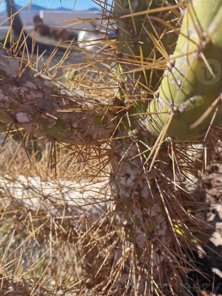 explorar lanzarote deslumbrante cacto jardins, Onde a vibrante matizes e variado formas do esses plantas crio uma hipnotizante tapeçaria do deserto vida. foto