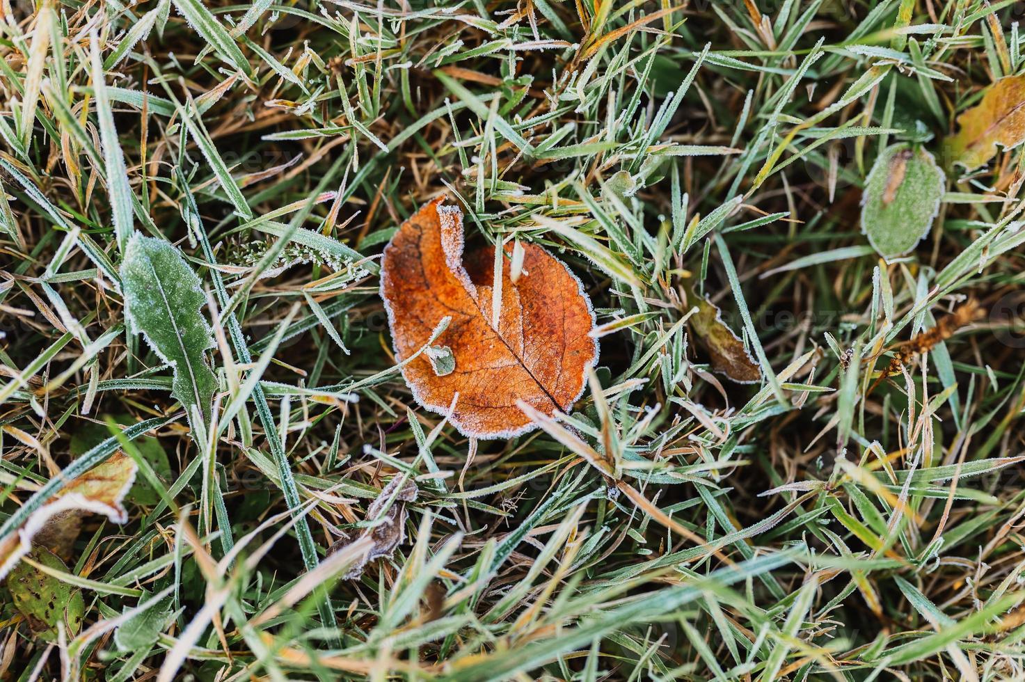 folhas de grama geladas congeladas no outono foto