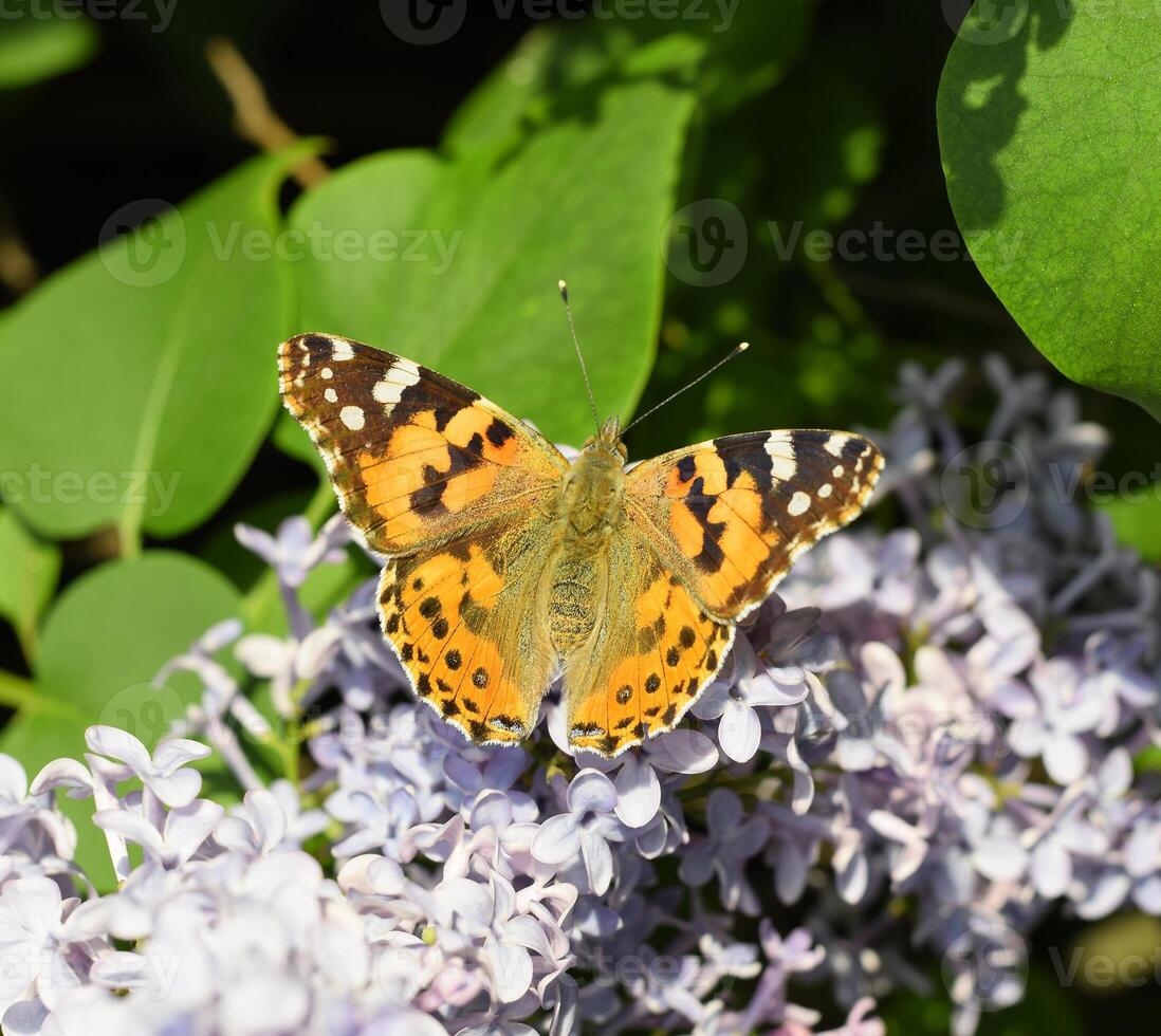 borboleta vanessa Cardui em lilás flores polinização florescendo lilases. foto