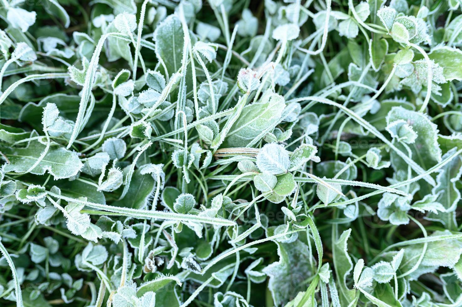 grama verde com geada matinal e luz do sol no jardim foto