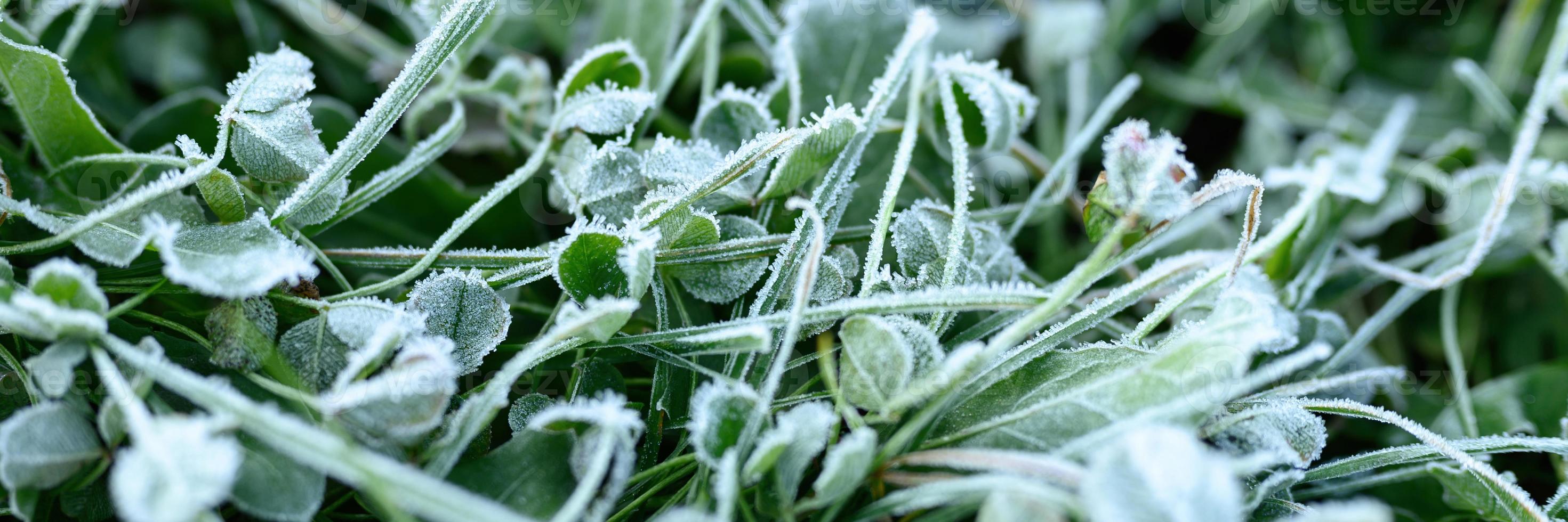 grama verde com geada matinal e luz do sol no jardim foto