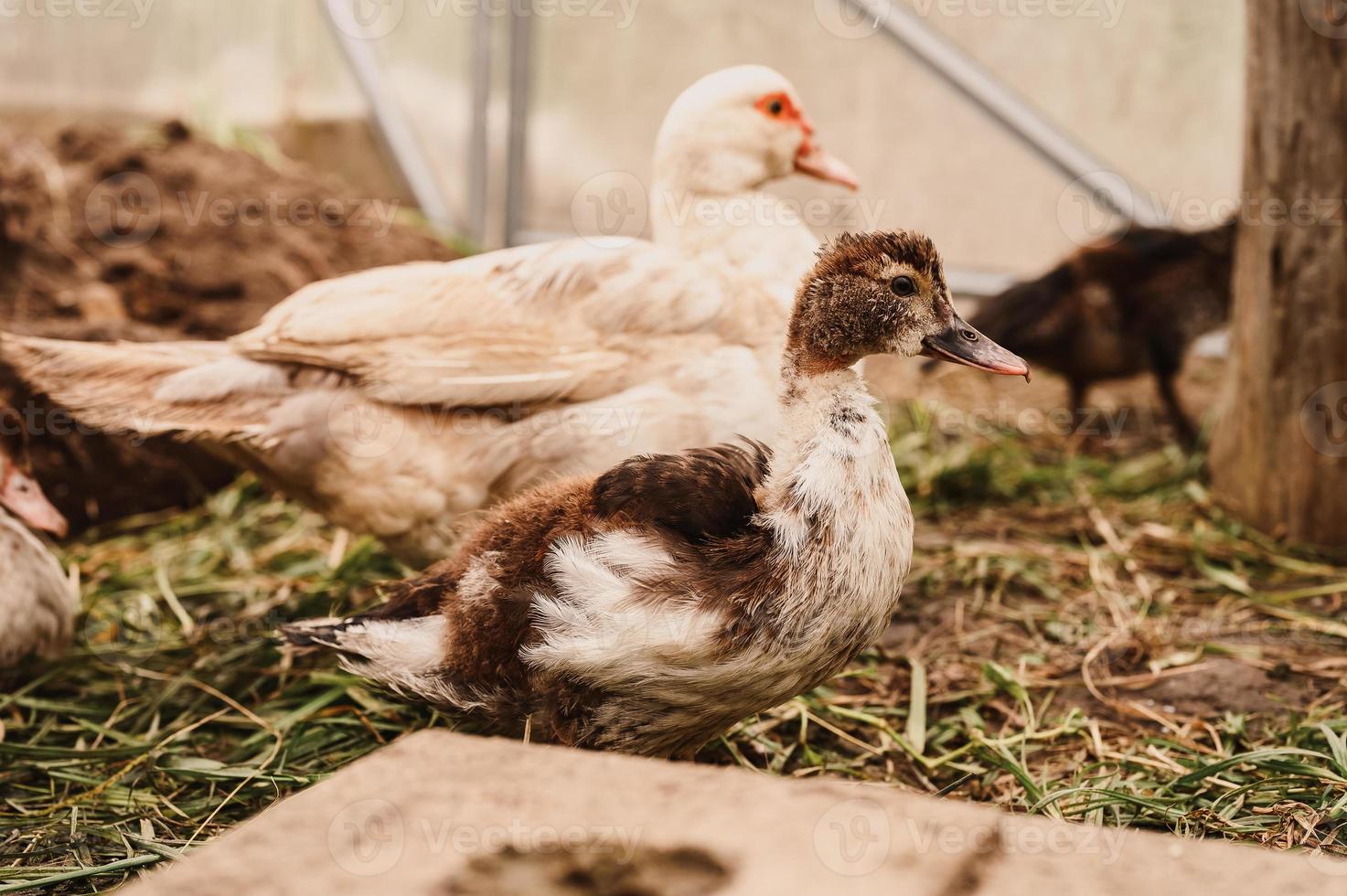 almíscar ou pato indo em uma fazenda em um galinheiro foto