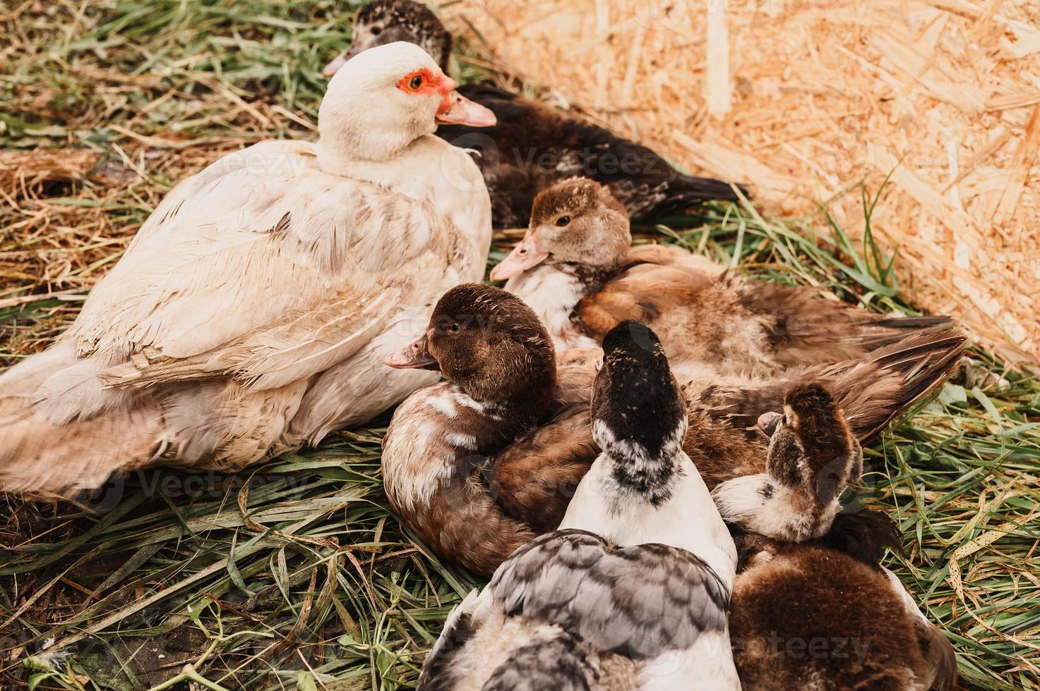 almíscar ou pato indo em uma fazenda em um galinheiro foto