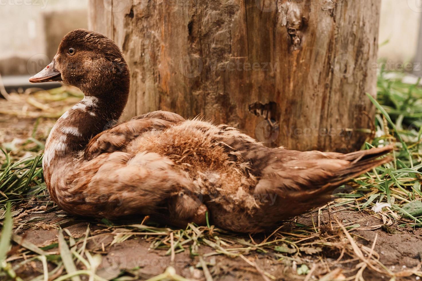 almíscar ou pato indo em uma fazenda em um galinheiro foto
