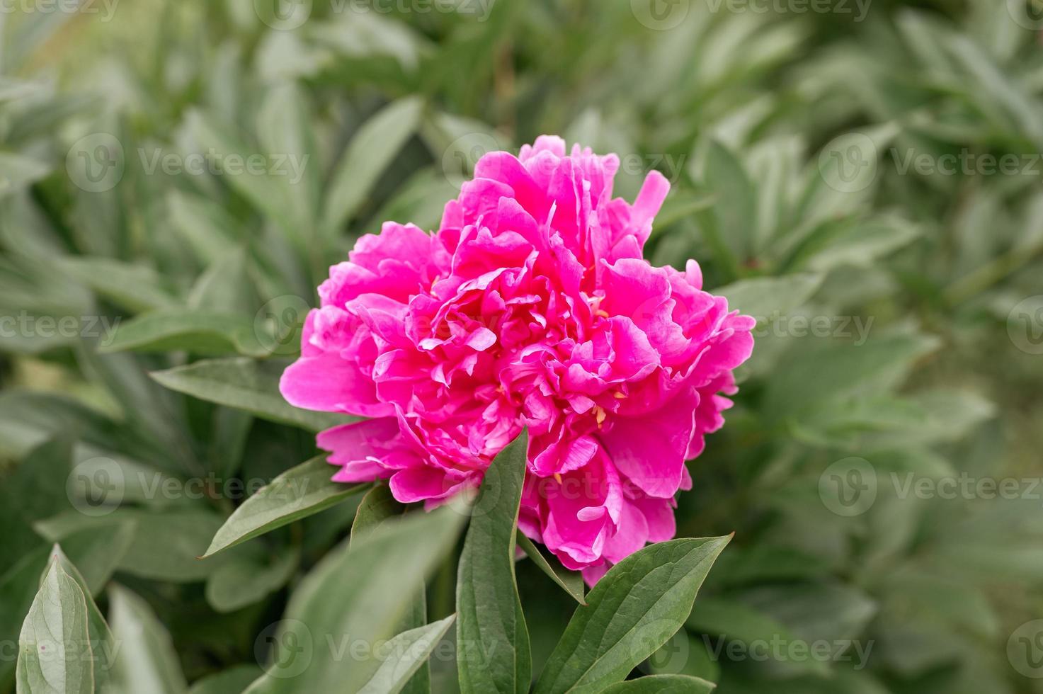 cabeça de flor de peônia rosa em plena floração em um fundo de folhas verdes borradas foto