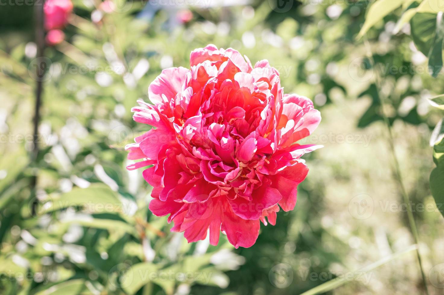 cabeça de flor de peônia rosa em plena floração em um fundo de folhas verdes borradas foto