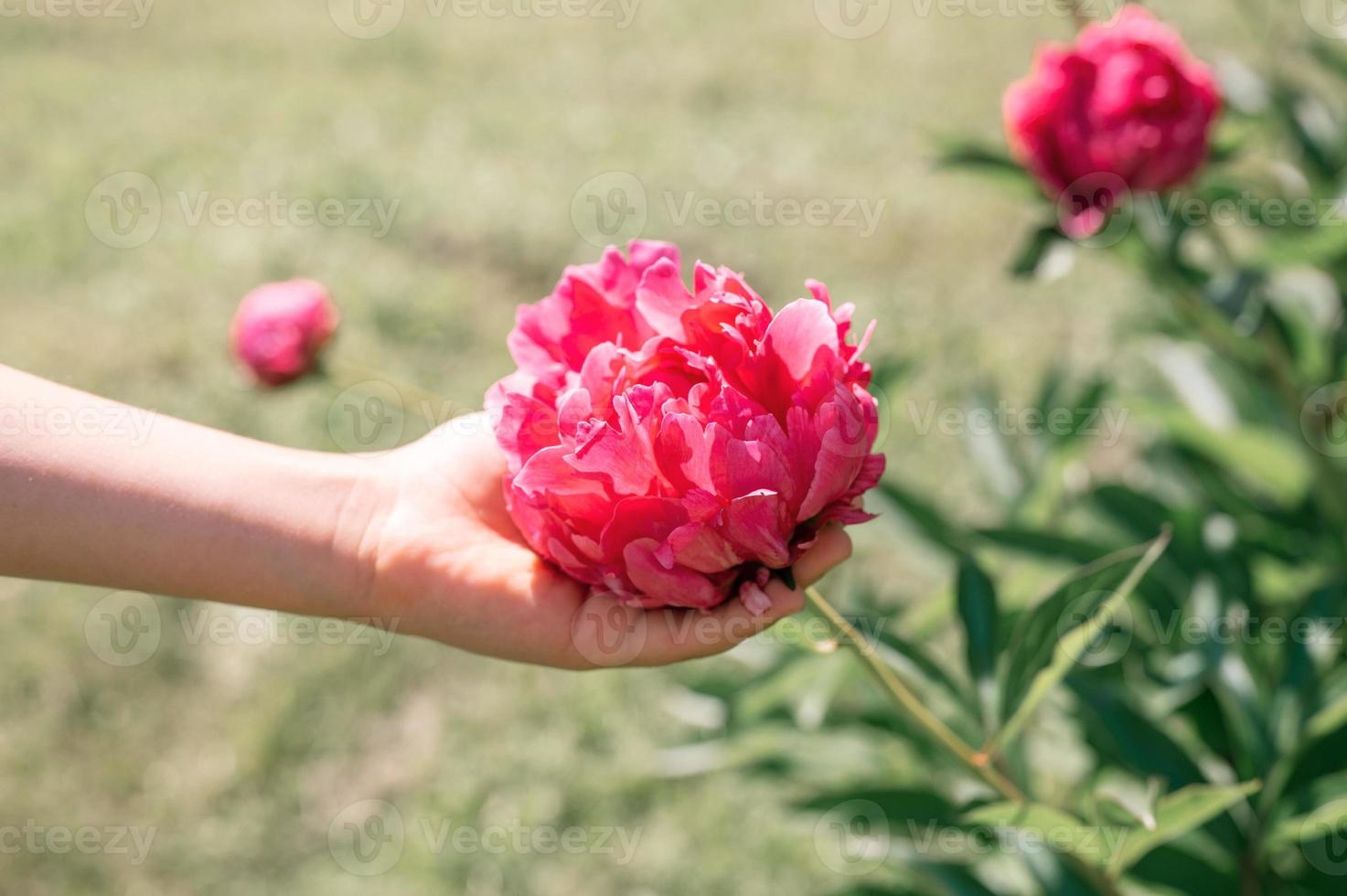 cabeça de flor de peônia rosa em plena floração em um fundo de folhas verdes borradas foto