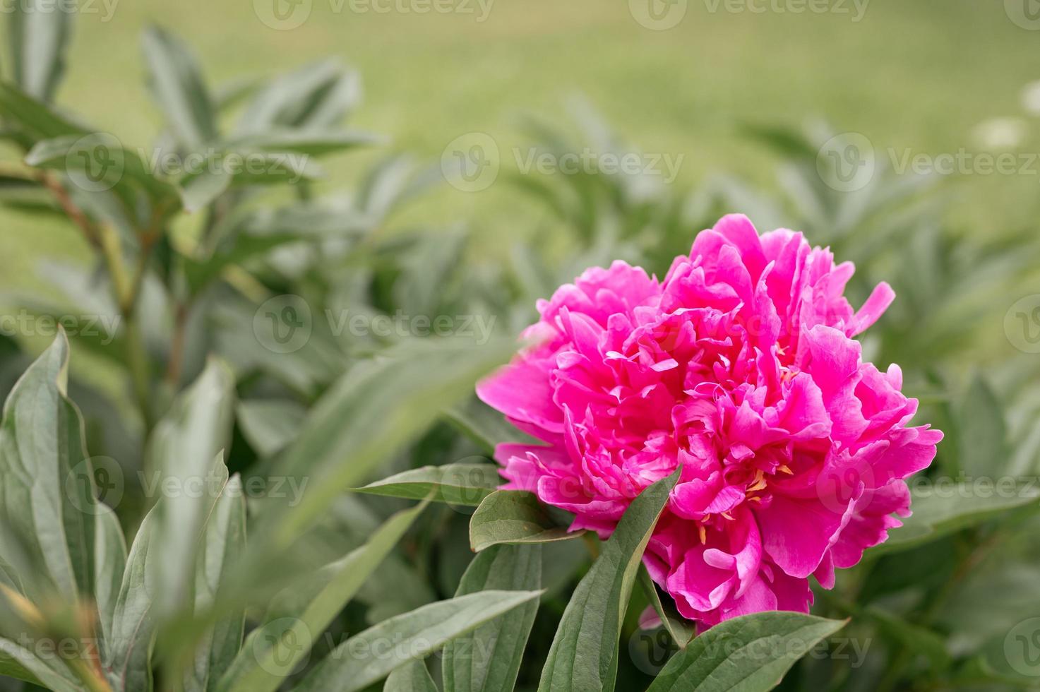 cabeça de flor de peônia rosa em plena floração em um fundo de folhas verdes borradas foto