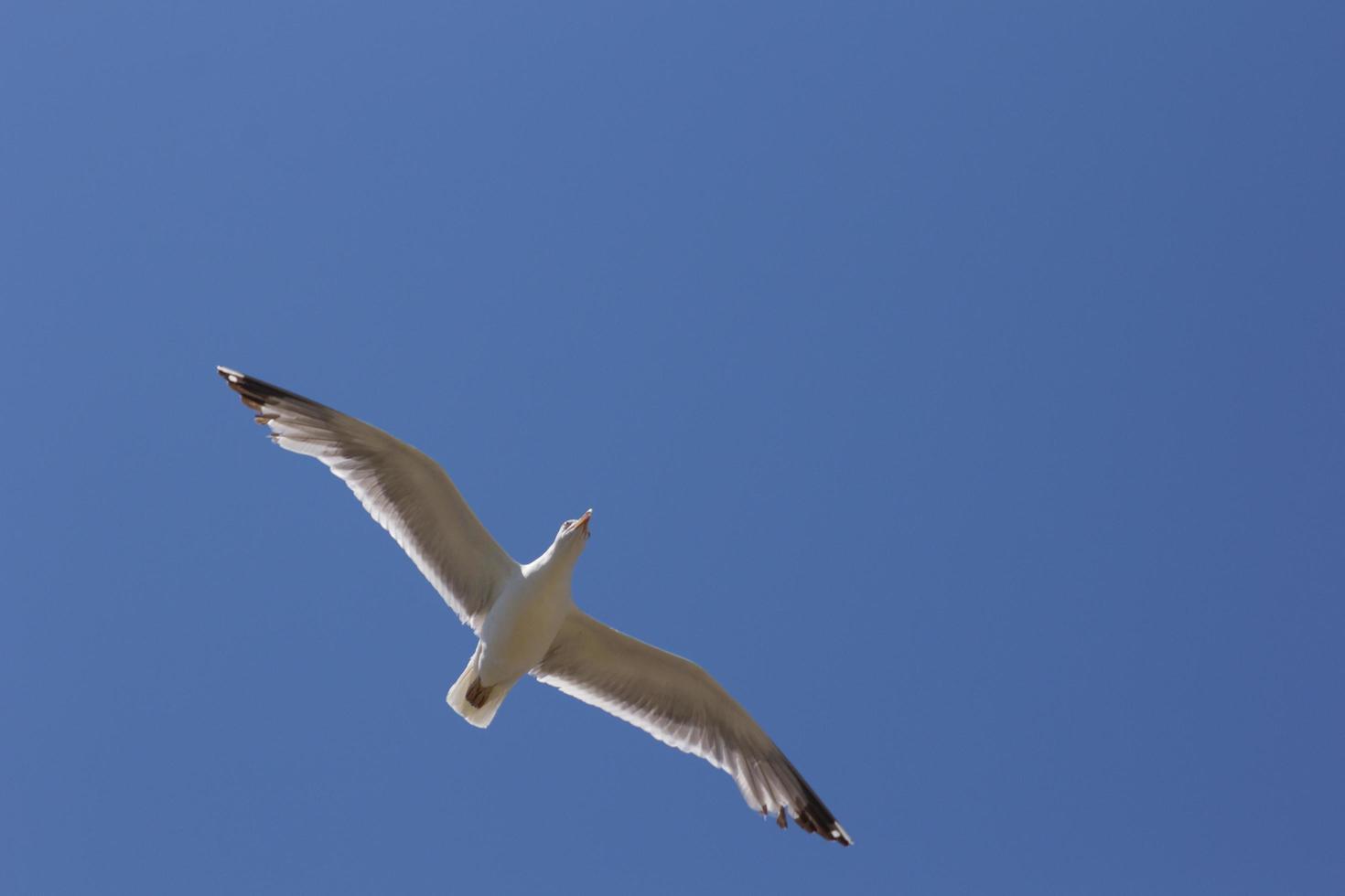 gaivota, pássaro que geralmente está no mar foto