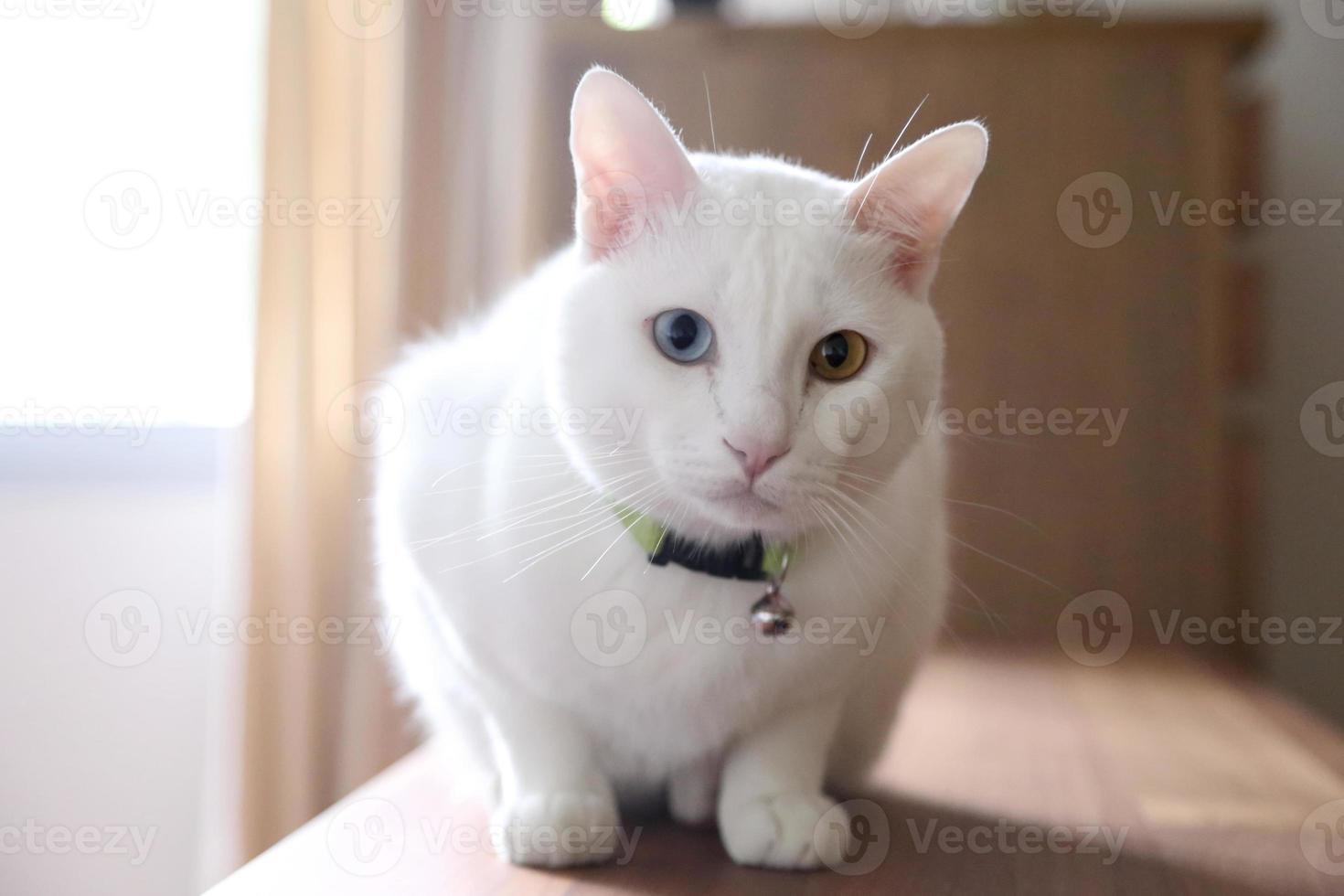 gato adorável fofo foto