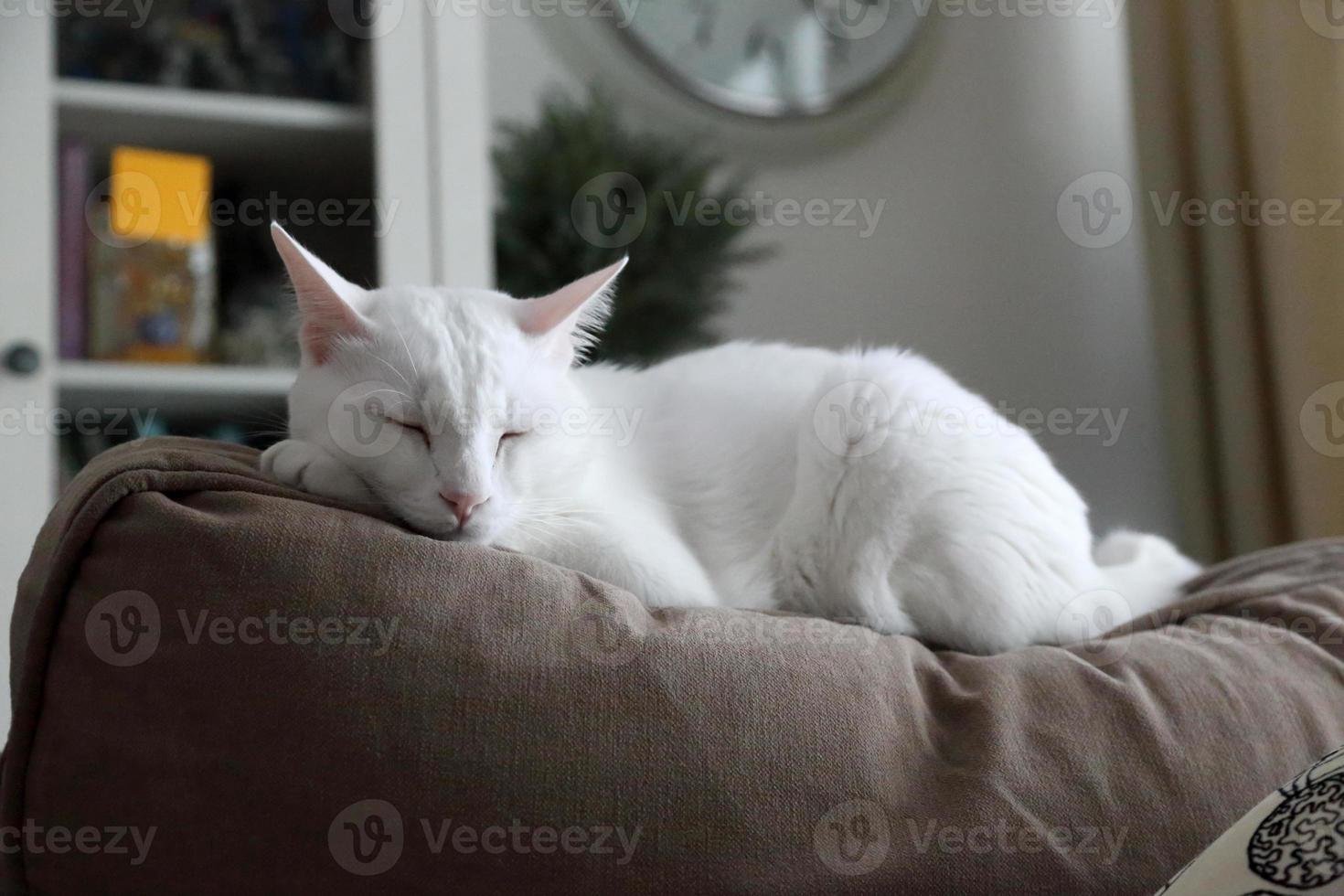 gato adorável fofo foto