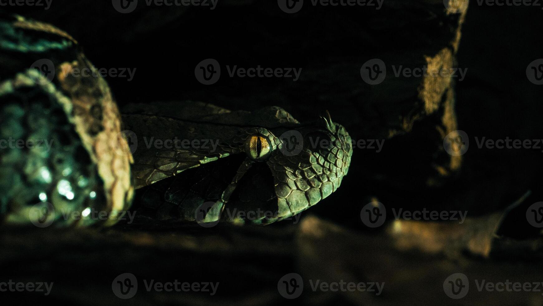 Sanke Bothrops jararaca, conhecido Como a jararaca ou a Yarara foto