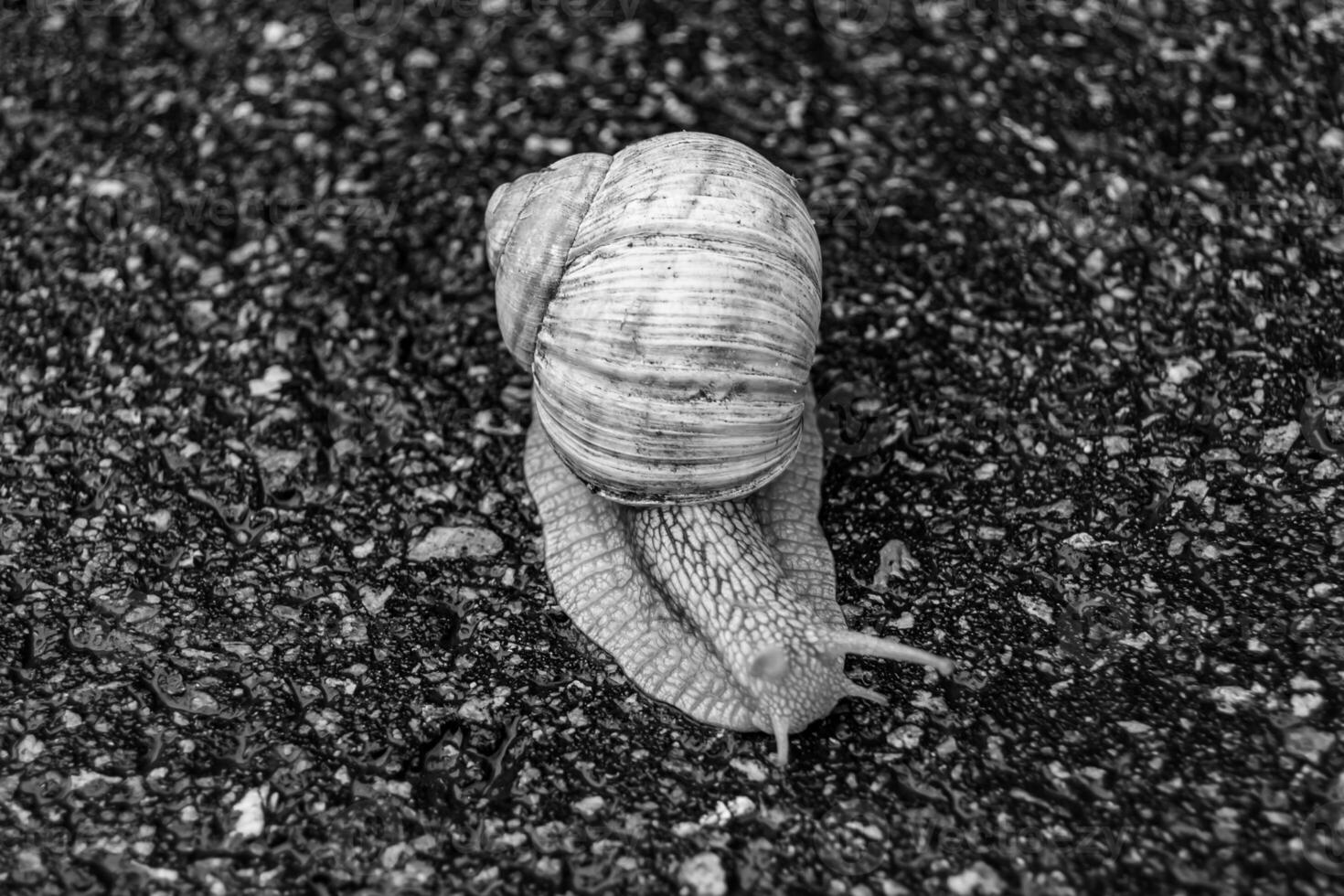 grande caracol de jardim com concha rastejando na estrada molhada, volte para casa foto