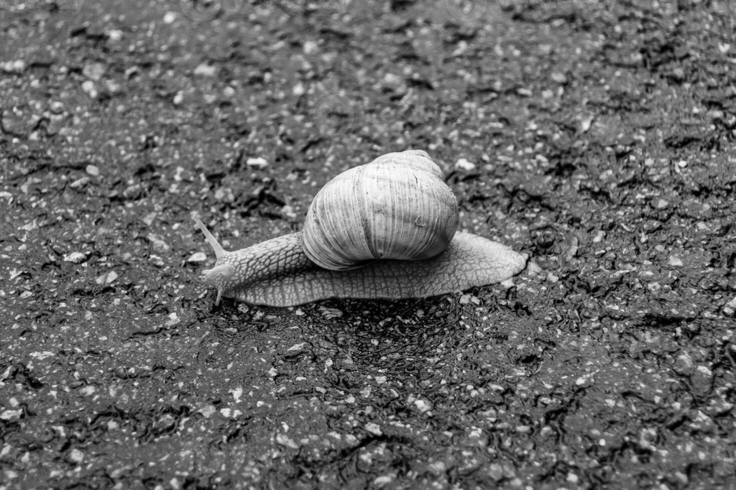 grande caracol de jardim com concha rastejando na estrada molhada, volte para casa foto