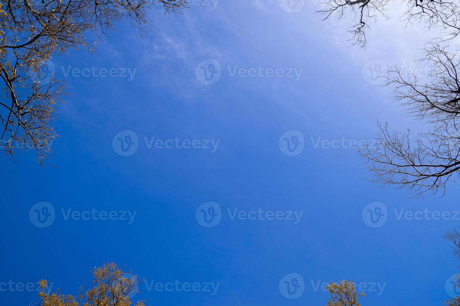 a céu é azul, e a arestas do a galhos do árvores celestial foto