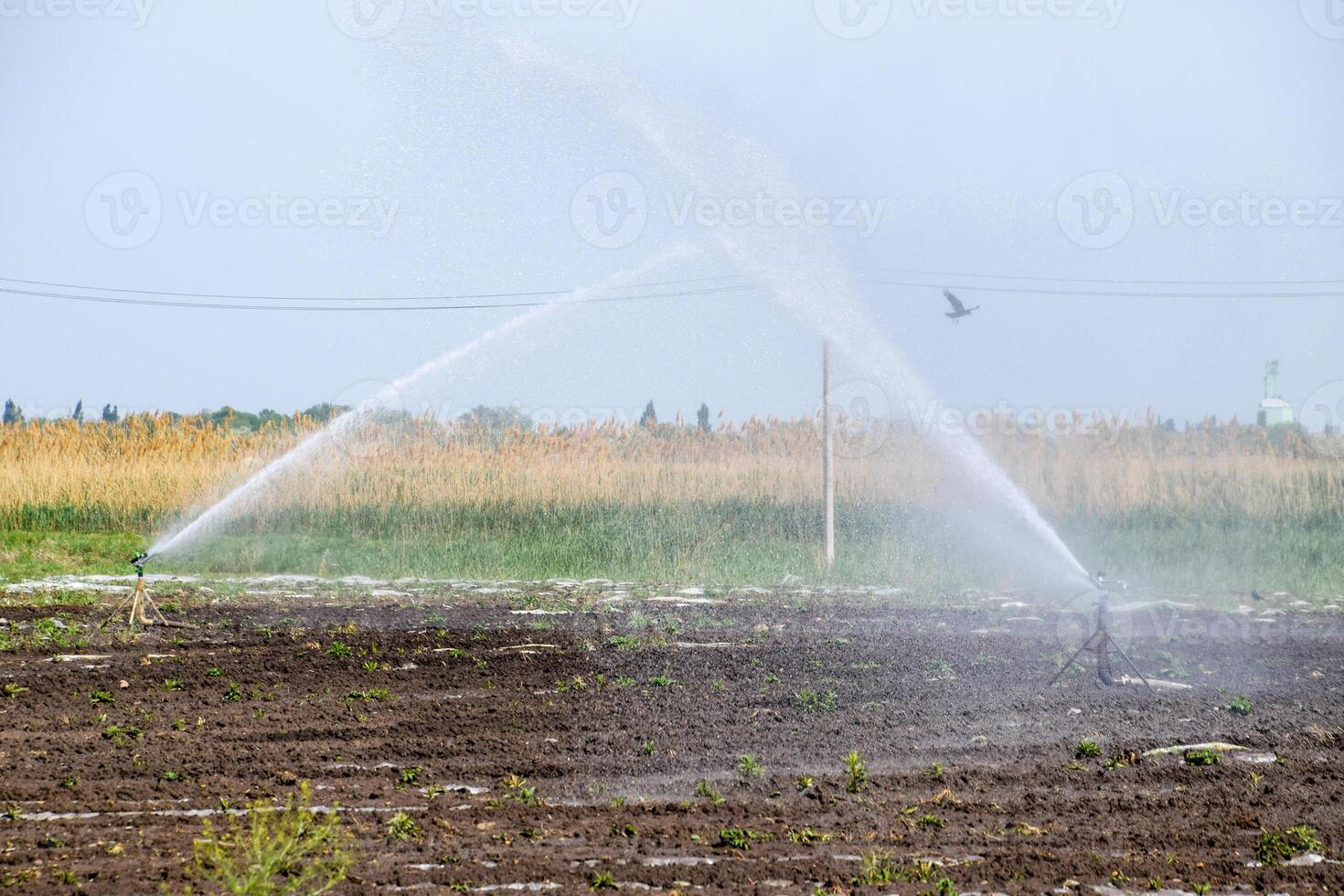 irrigação sistema dentro campo do melões. rega a Campos. aspersor foto